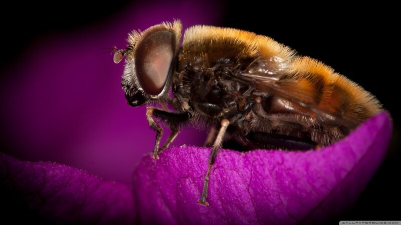 Bee on Purple Flower — Dramatic, Photograph
