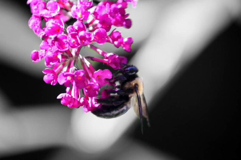 Bee on Purple Flower — Dramatic