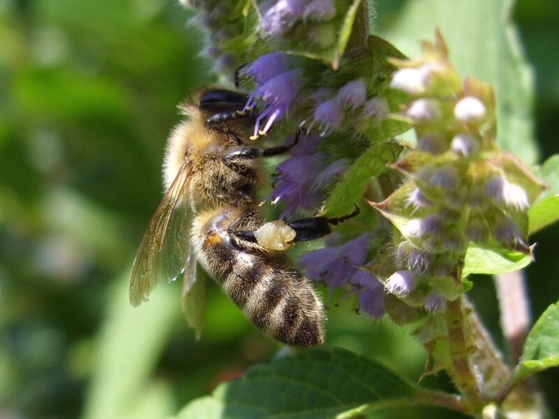 Bee on Purple Flower — Green, Natural