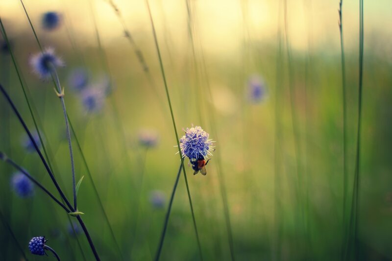 Bee on Purple Flower — Green, Serene, Sunset