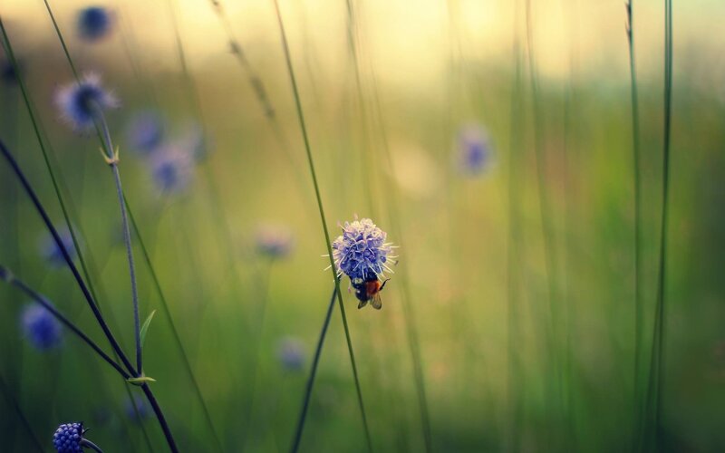 Bee on Purple Flower — Green, Serene