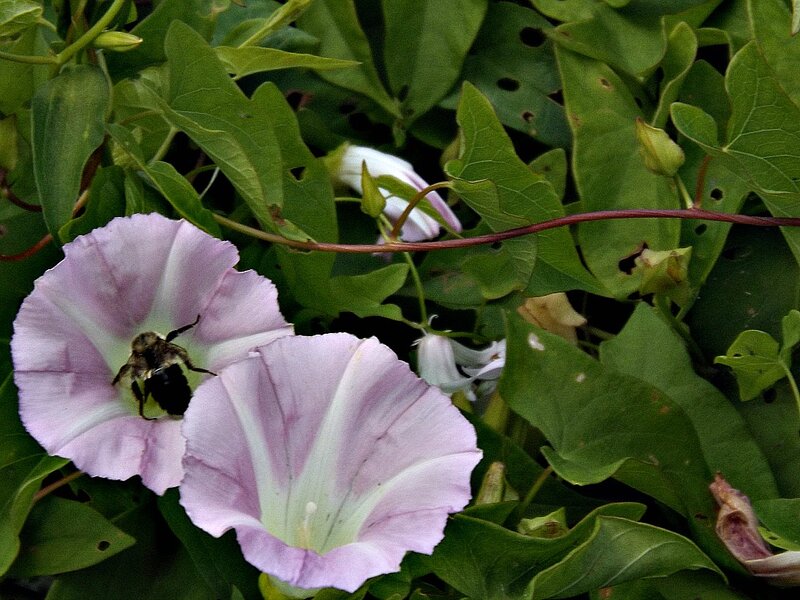 Bee on Purple Flower — Green