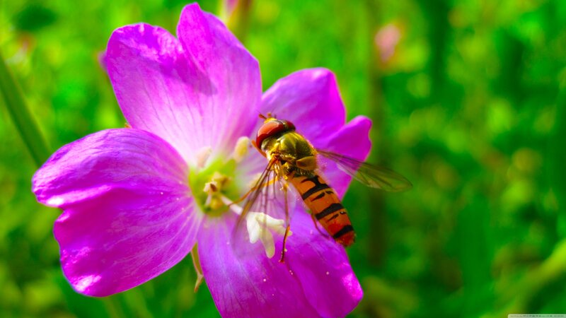 Bee on Purple Flower — Natural, Afternoon, Photograph, Insect