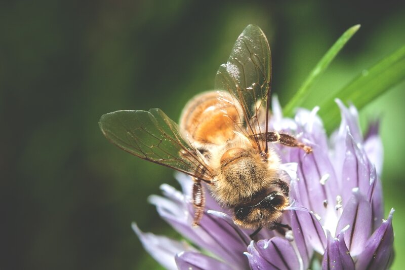 Bee on Purple Flower — Natural, Afternoon, Photograph, Leaf, Insect