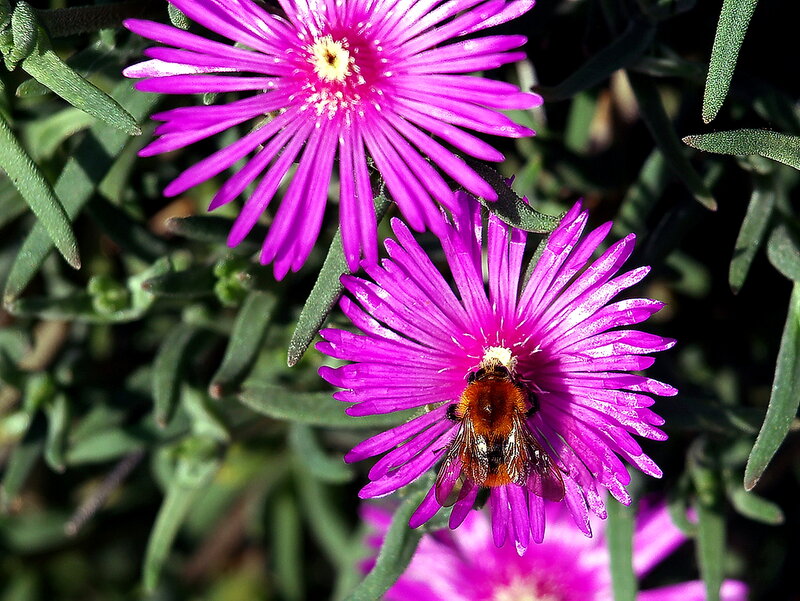 Bee on Purple Flower — Natural, Afternoon, Photograph, Leaves
