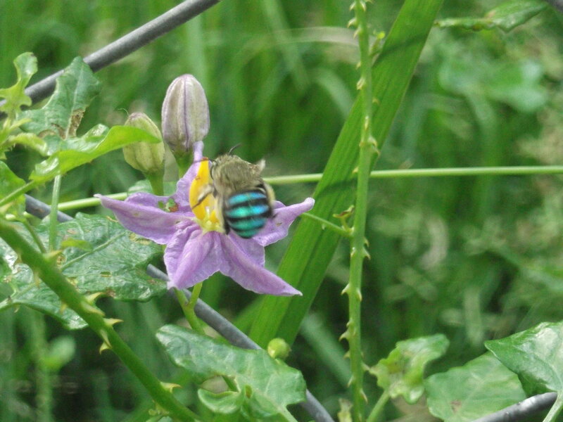 Bee on Purple Flower — Natural, Afternoon, Photograph, Plant