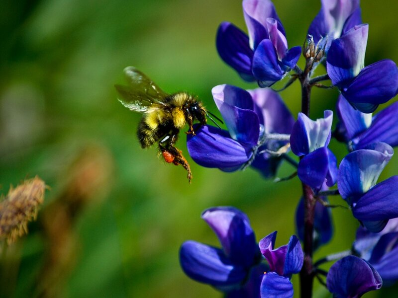 Bee on Purple Flower — Natural, Afternoon