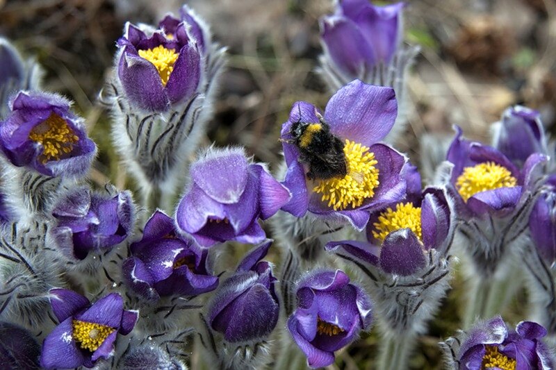 Bee on Purple Flower — Natural, Spring, Photograph