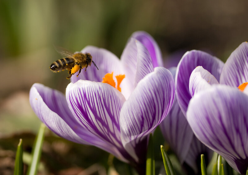 Bee on Purple Flower — Natural, Spring
