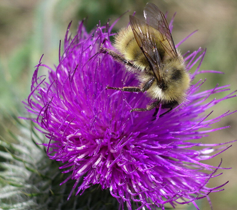 Bee on Purple Flower — Natural, Summer