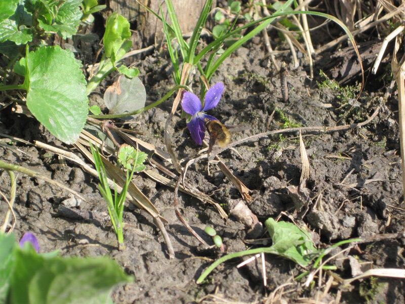 Bee on Purple Flower — Natural