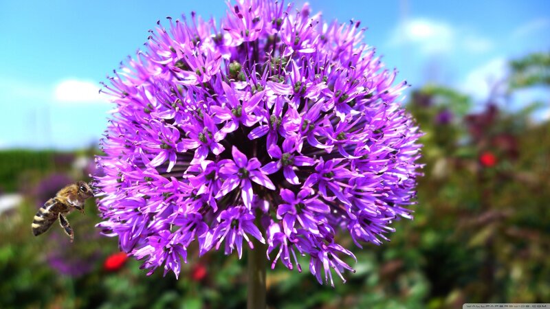 Bee on Purple Flower — Serene, Afternoon