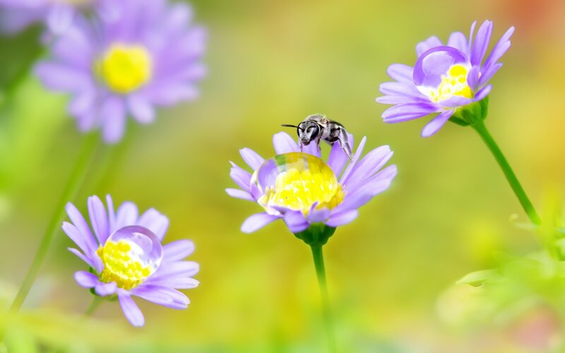 Bee on Purple Flower — Serene, Morning