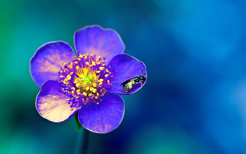 Bee on Purple Flower — Serene, Photograph, Petals