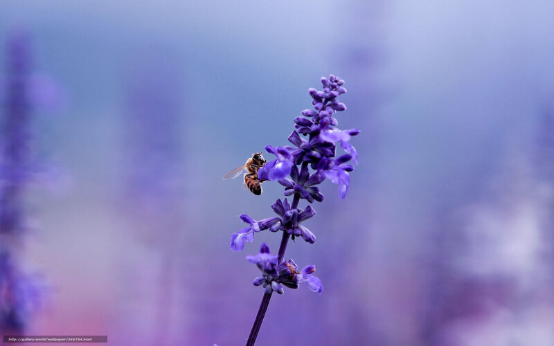 Bee on Purple Flower — Serene, Photograph