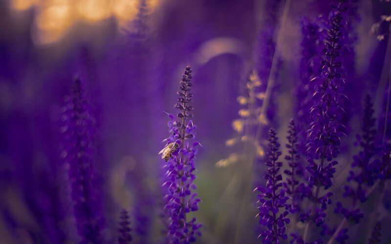 Bee on Purple Flower — Serene, Sunset