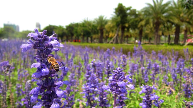 Bee on Purple Flower — Serene