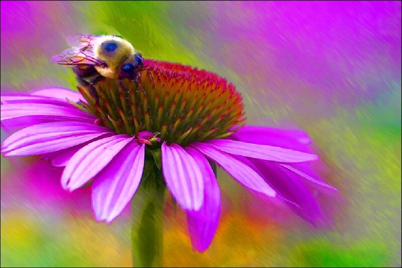 Bee on Purple Flower — Vibrant
