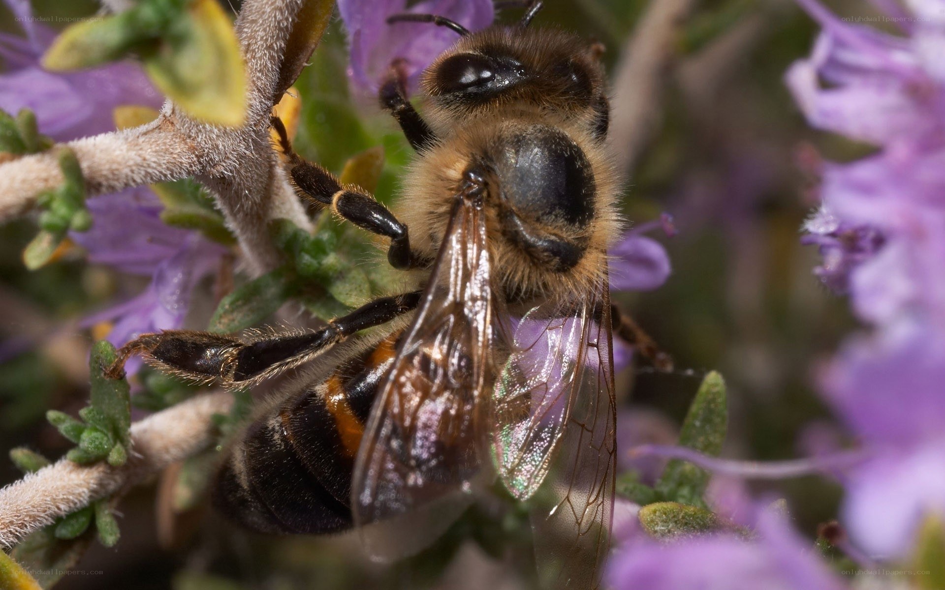 bee on purple flower