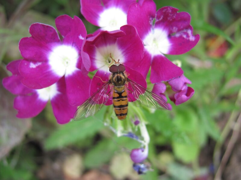 bee on purple flowers