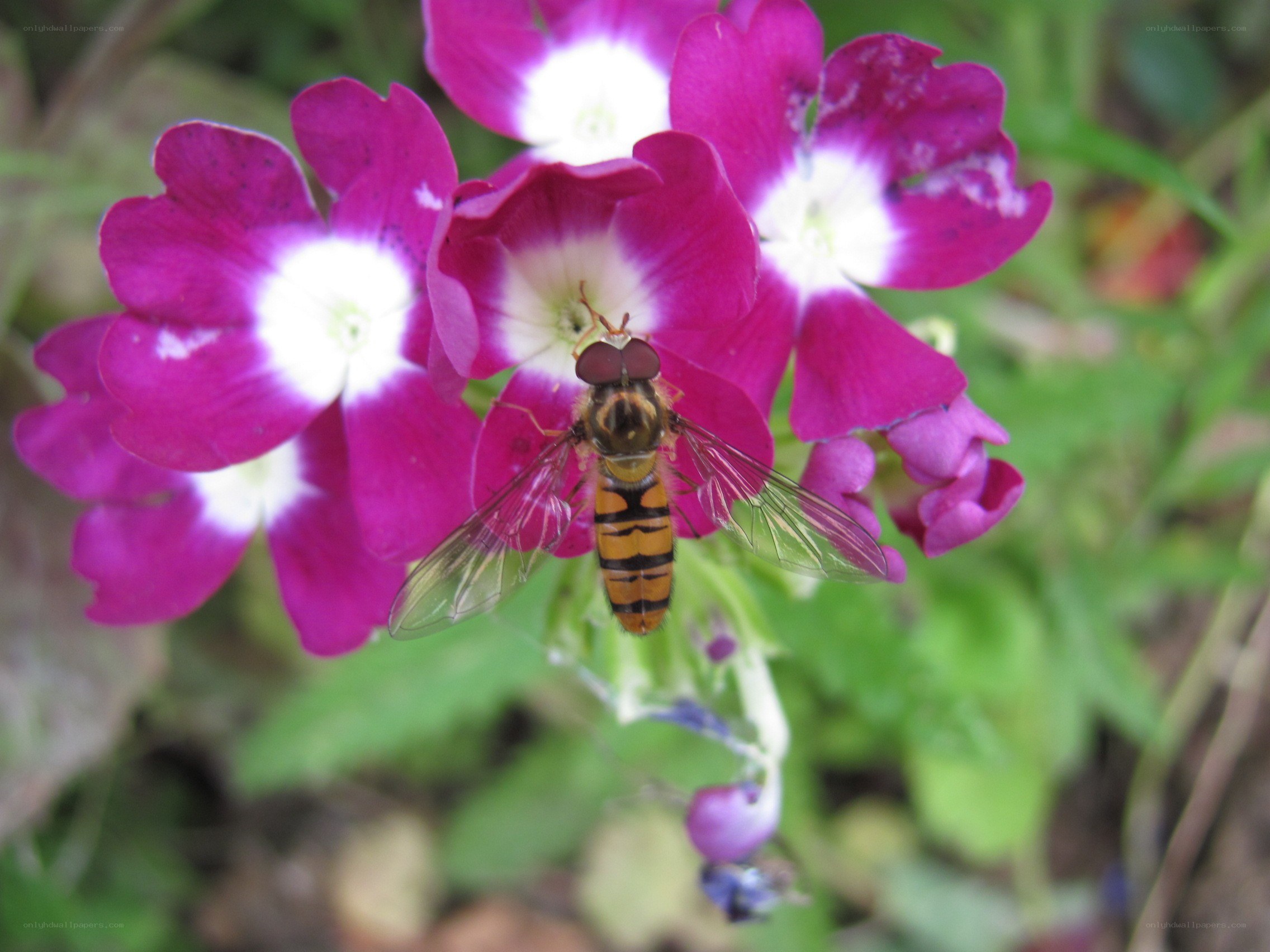 bee on purple flowers