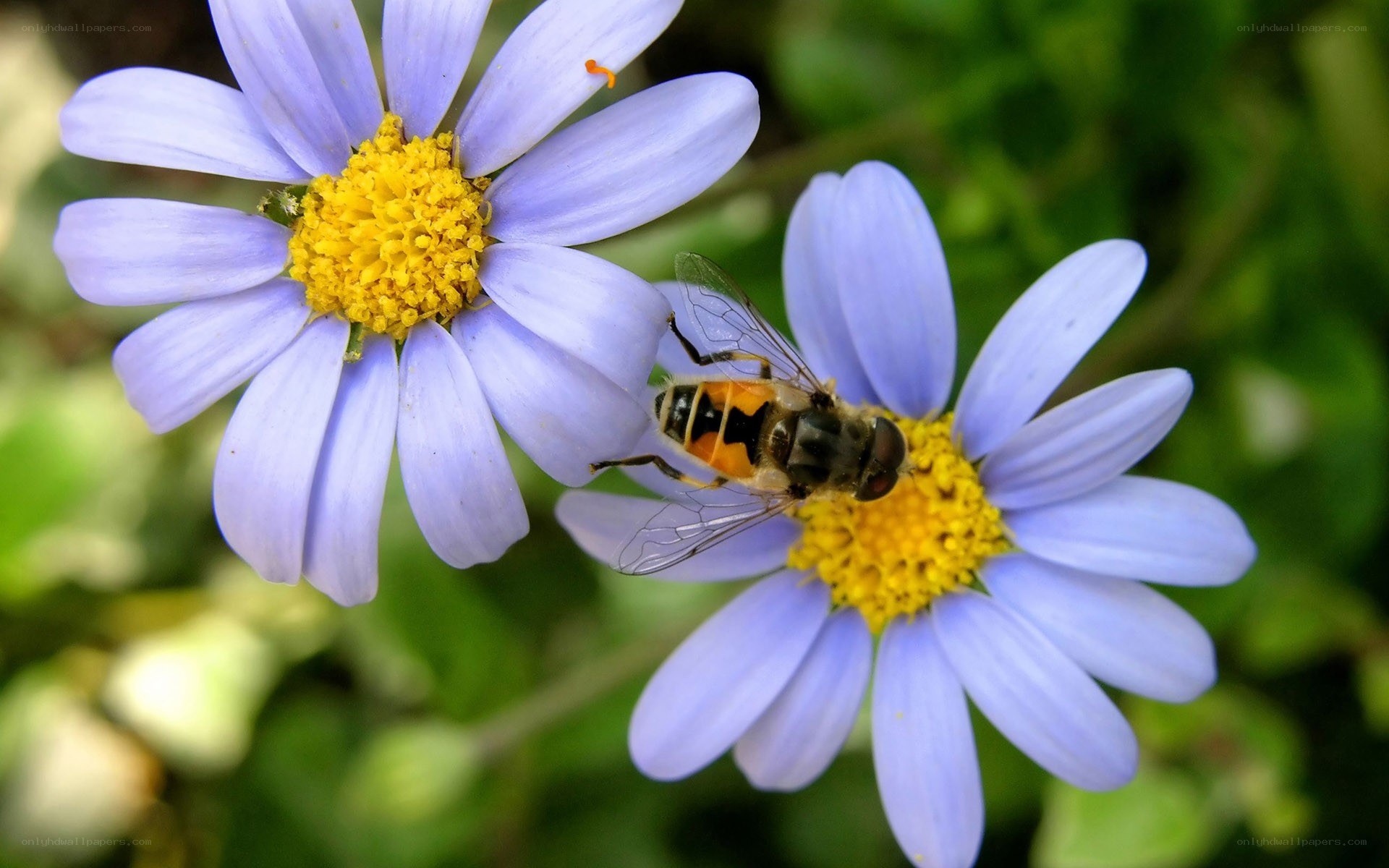 bee on purple flowers