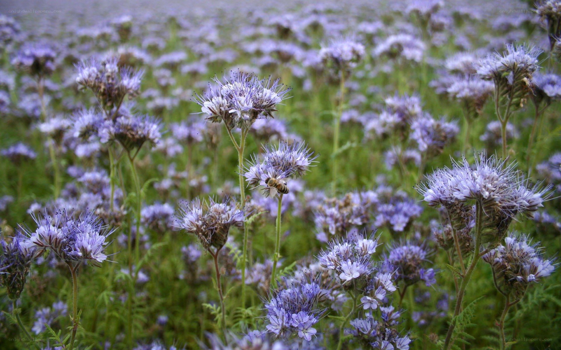 bee on purple flowers