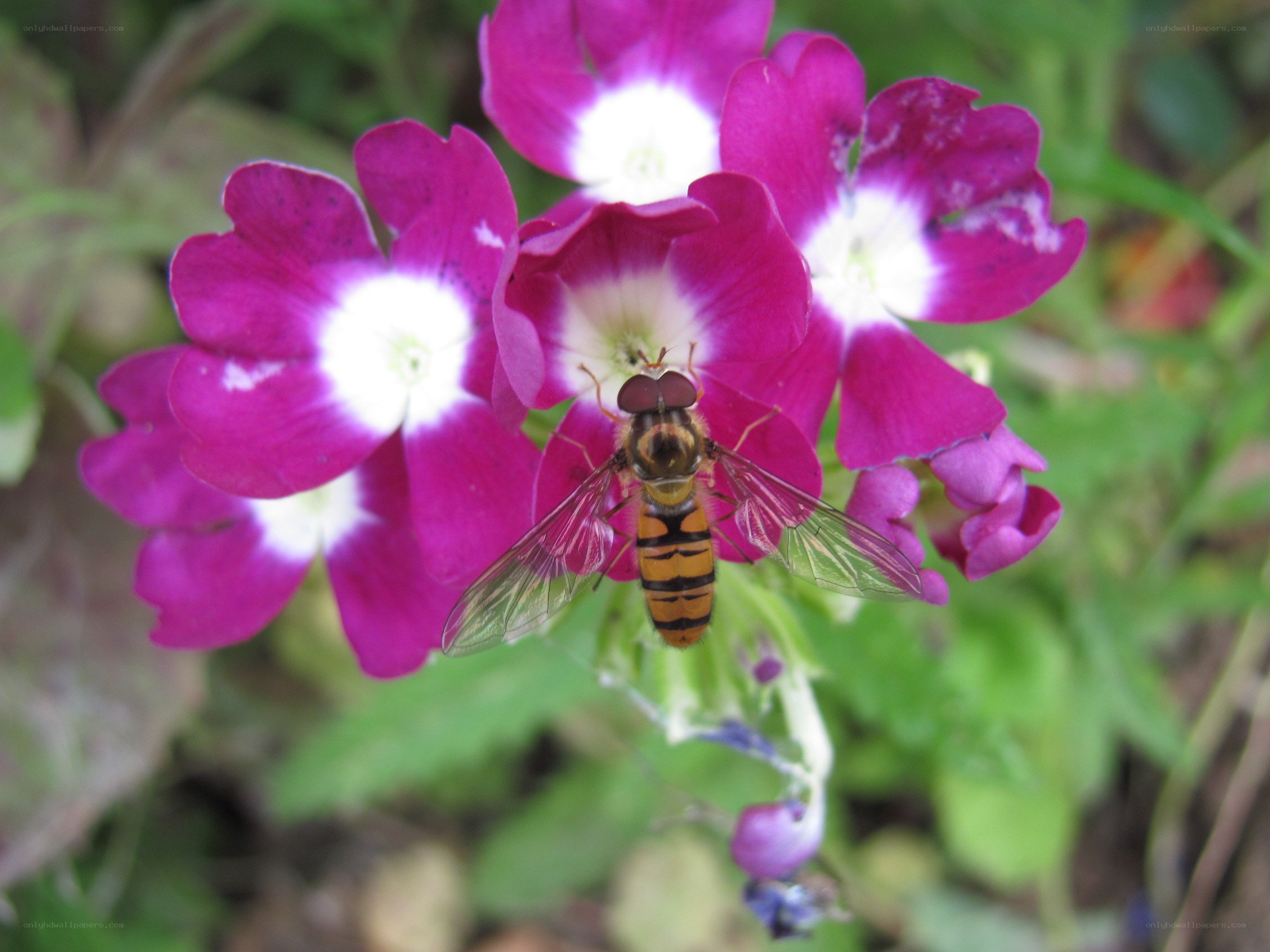 bee on purple flowers