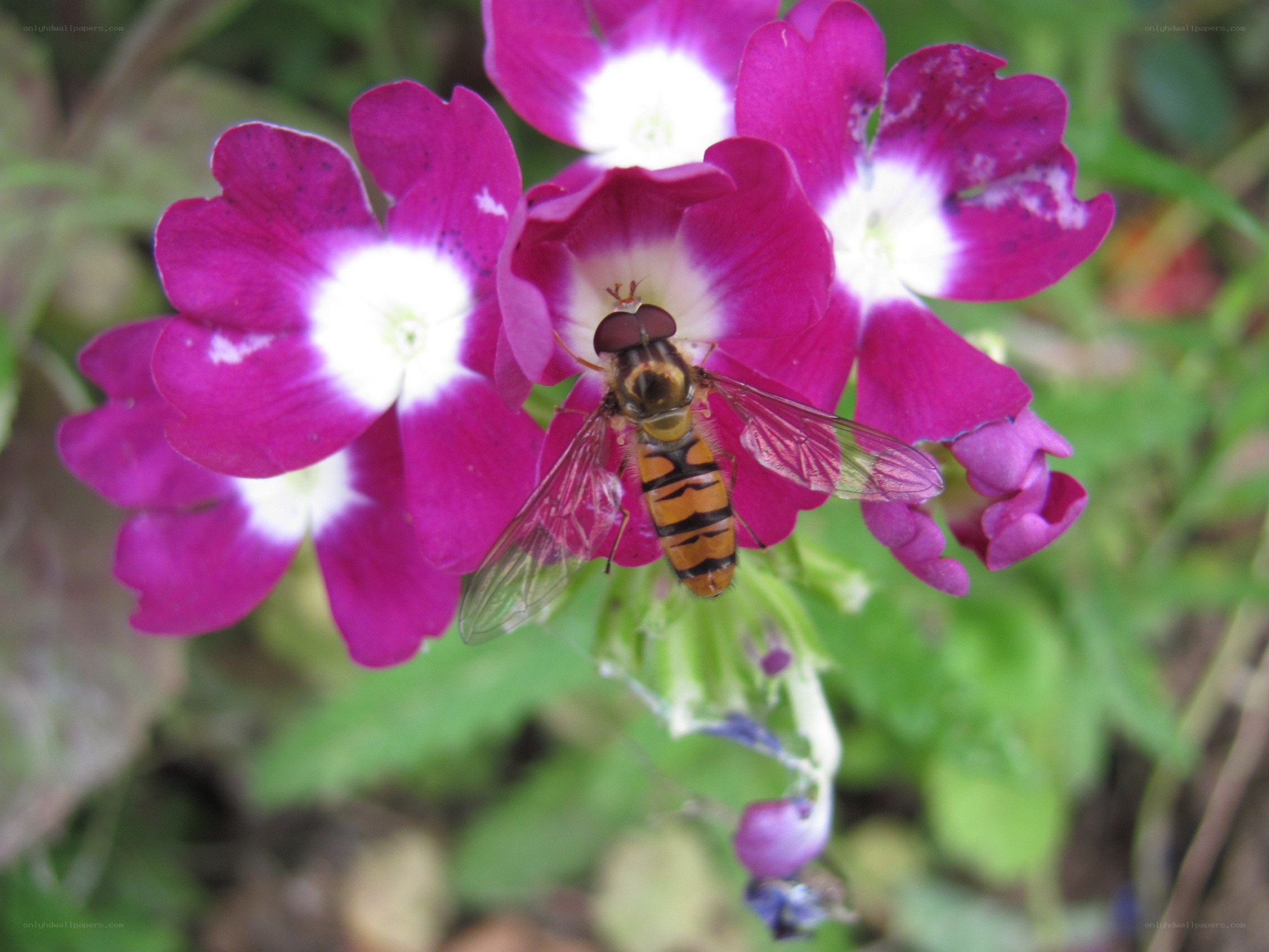 bee on purple flowers