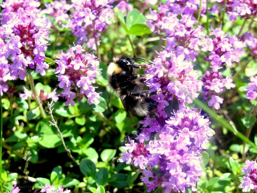 Bee on purple flowers