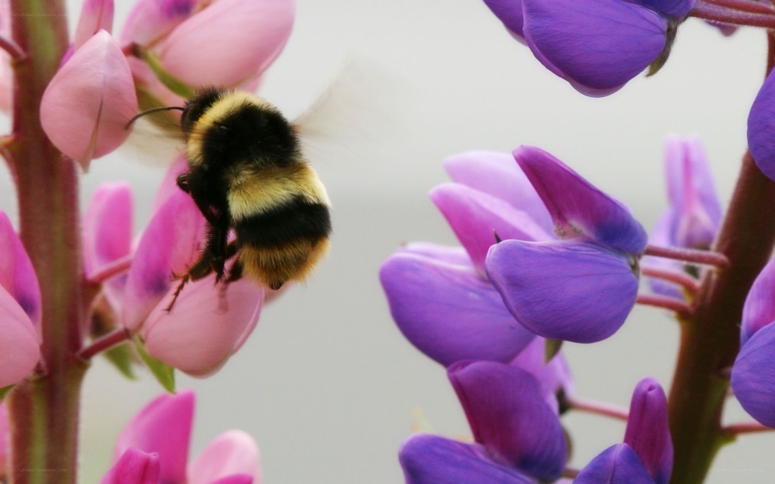 Bee on purple flowers
