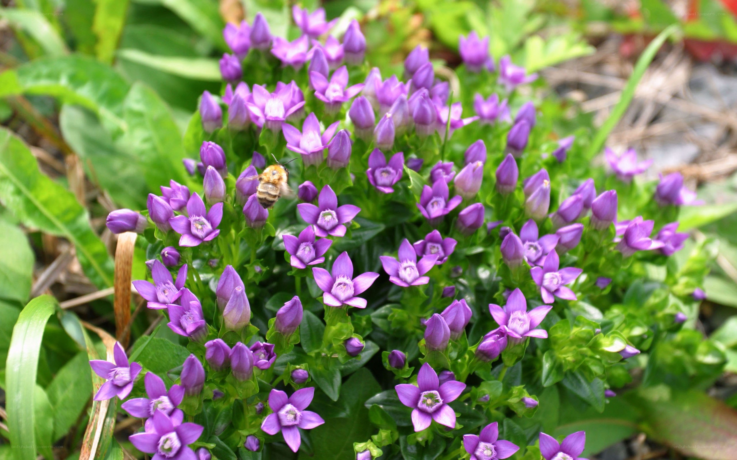 bee on purple flowers