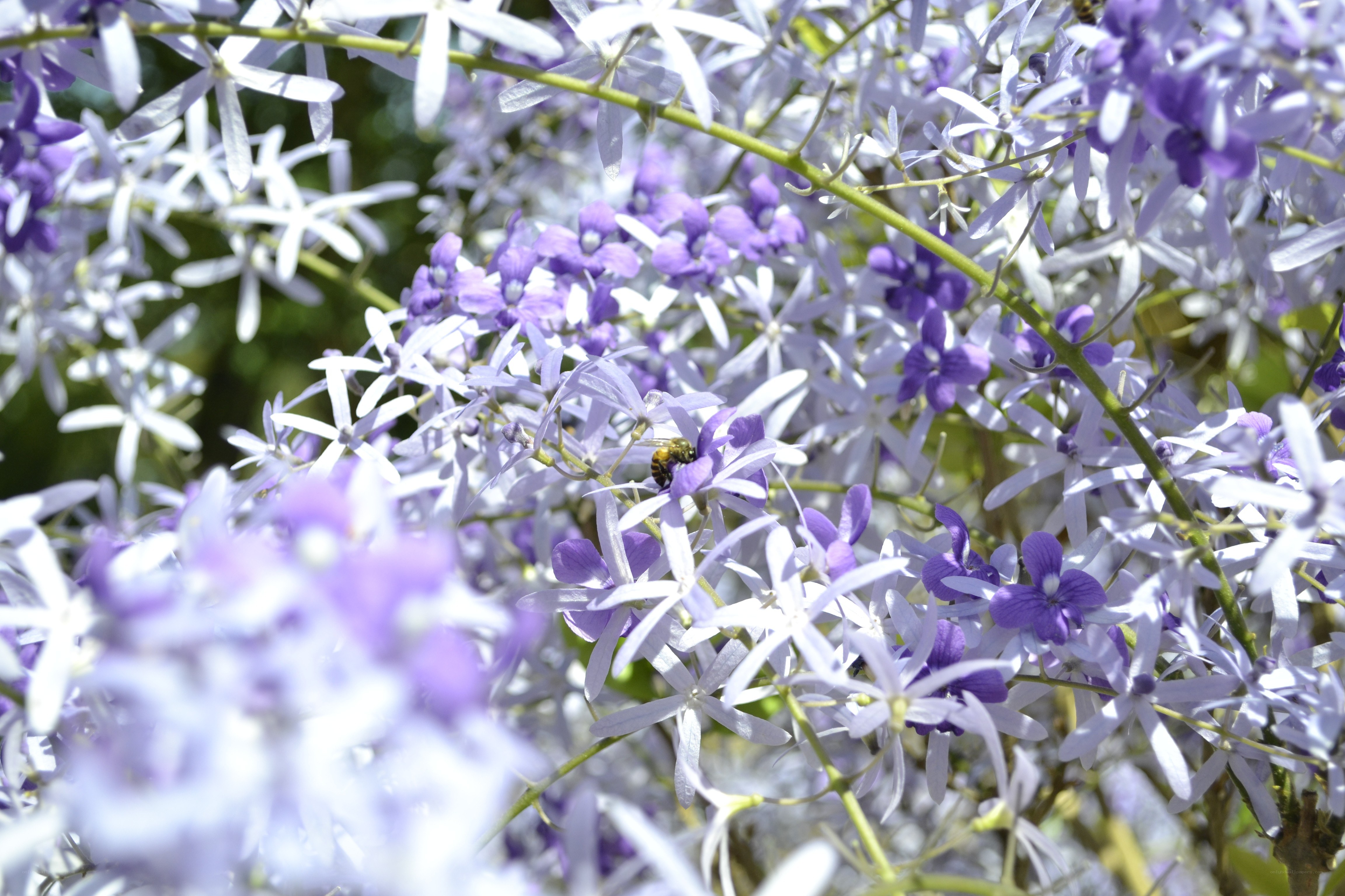 bee on purple flowers