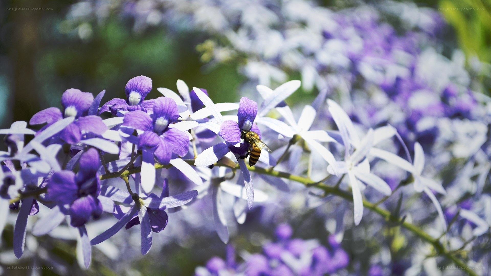 bee on purple flowers