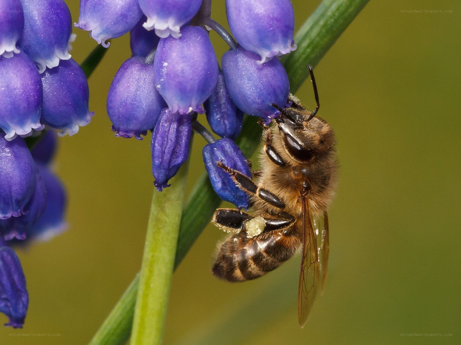 bee on purple flowers