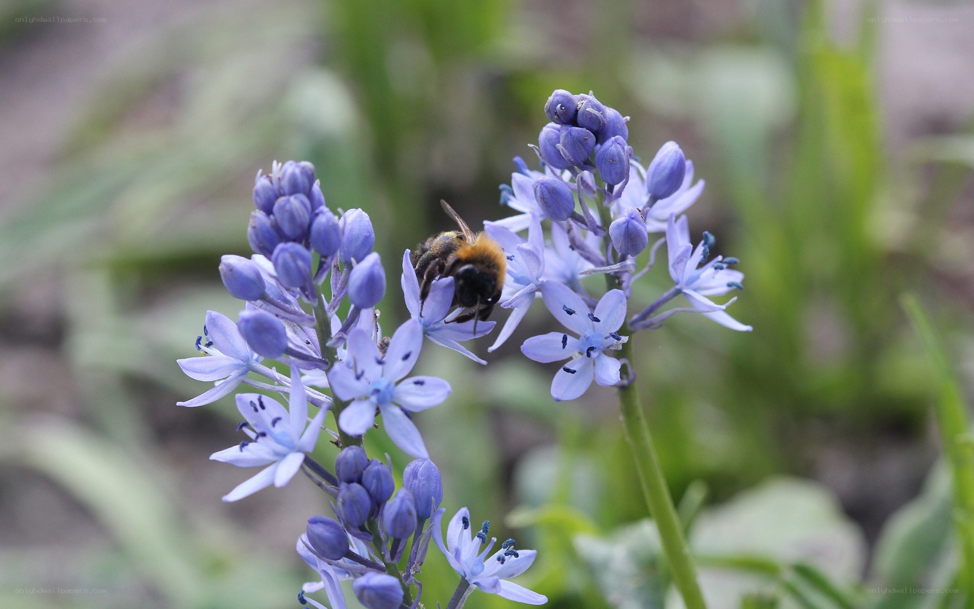 bee on purple flowers