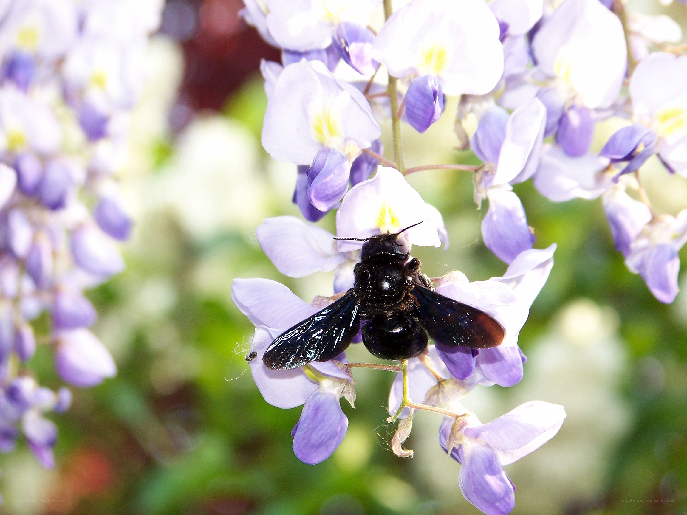 bee on purple flowers
