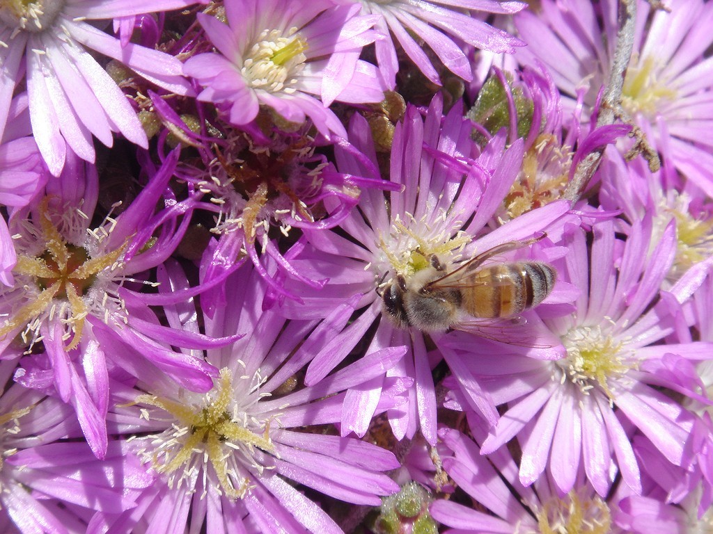 bee on purple flowers