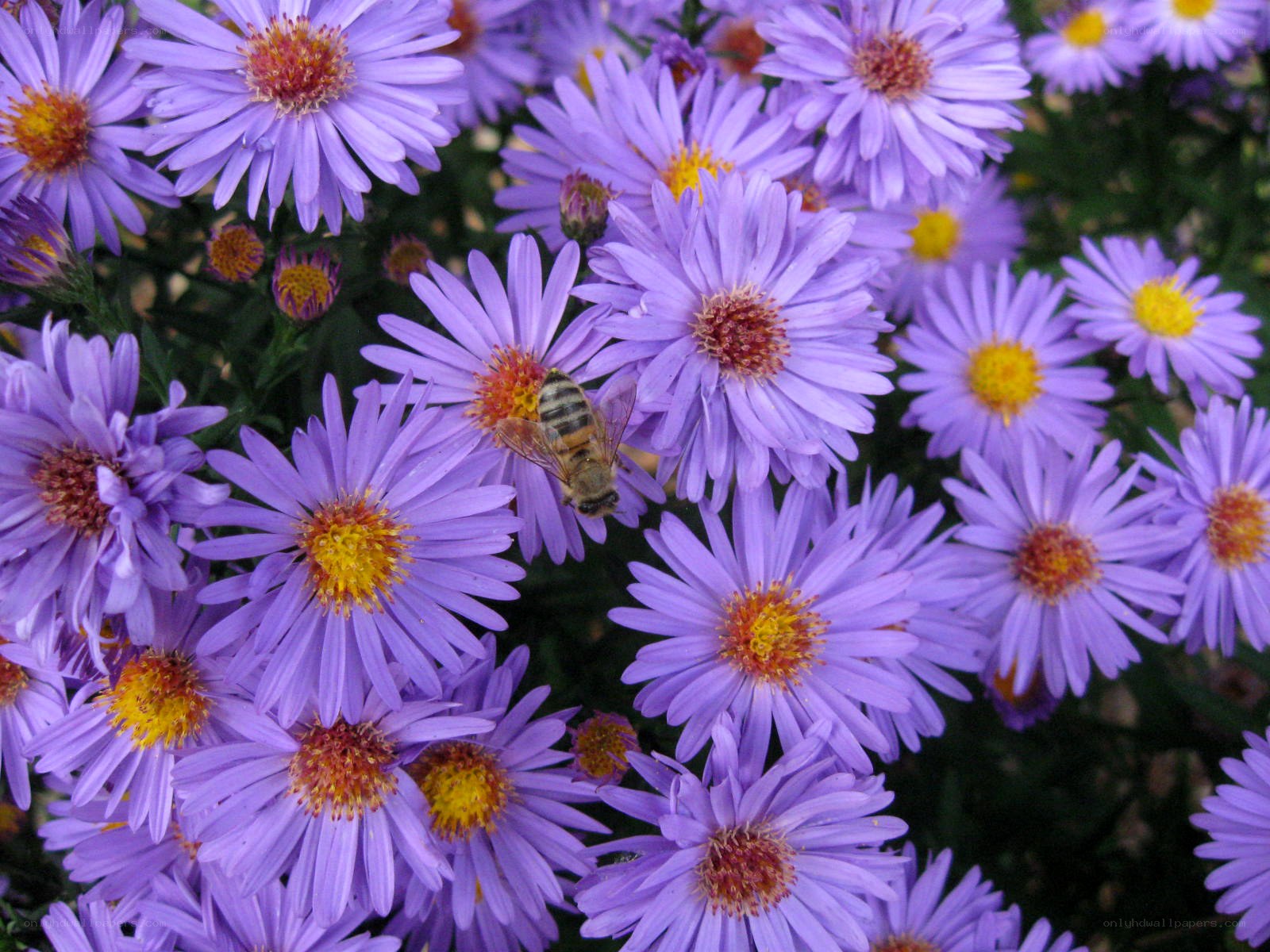 bee on purple flowers