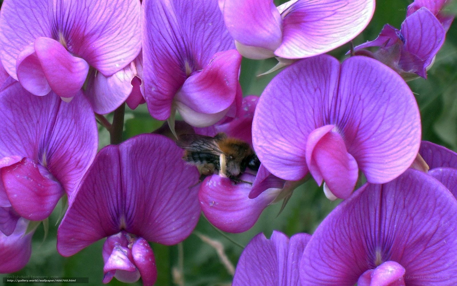 Bee on purple flowers