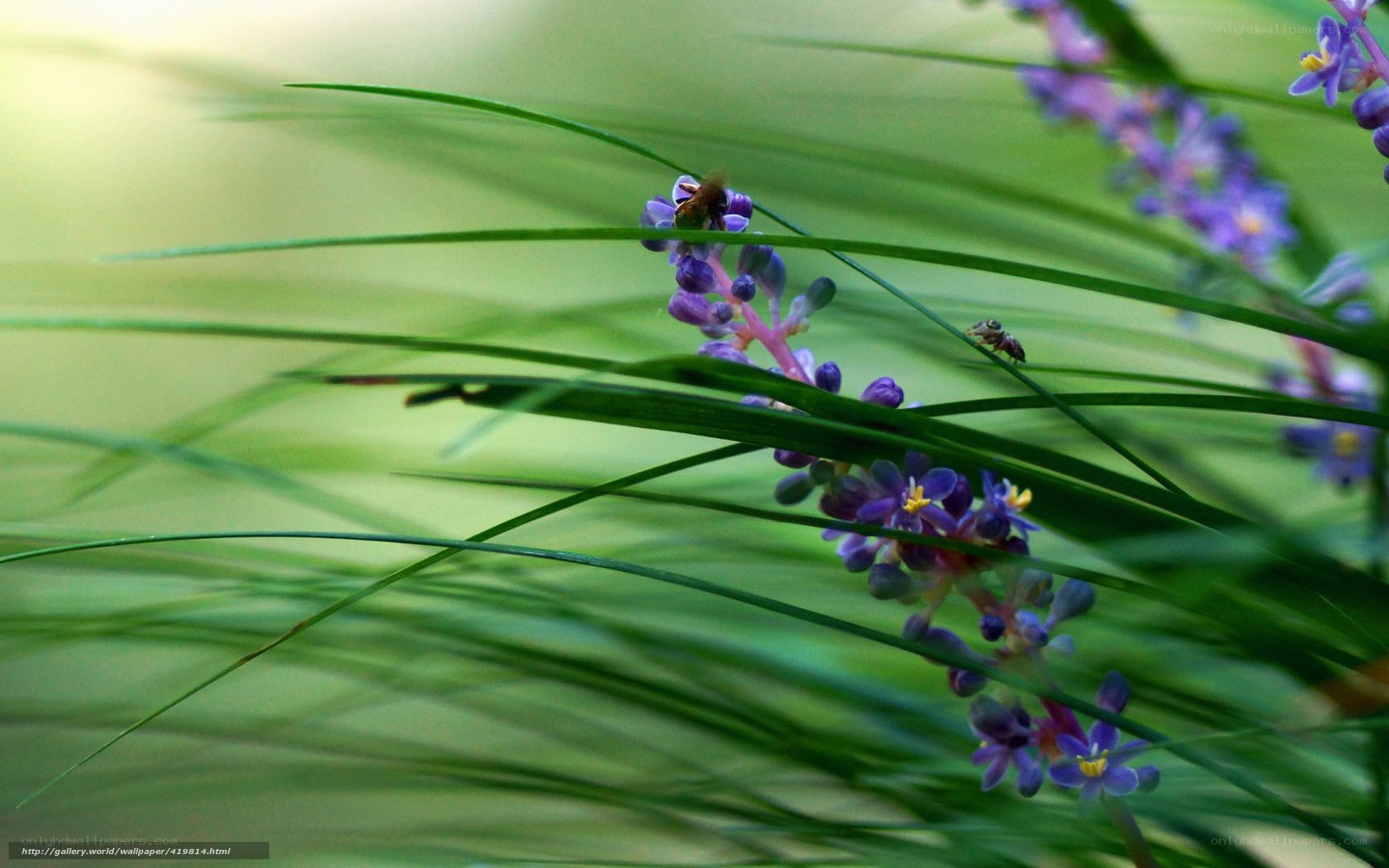 bee on purple flowers