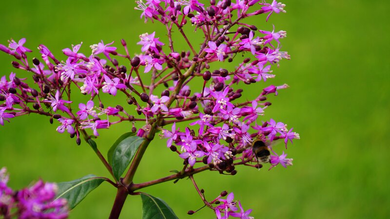 bee on purple flowers