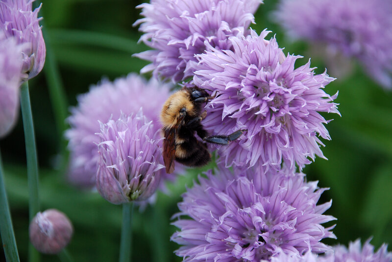 bee on purple flowers