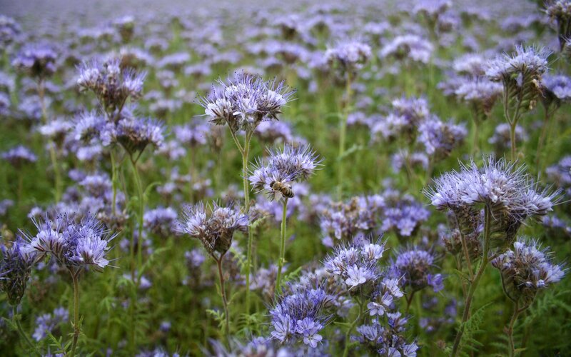 Bee on Purple Flowers — Calm, Afternoon, Photograph, Field