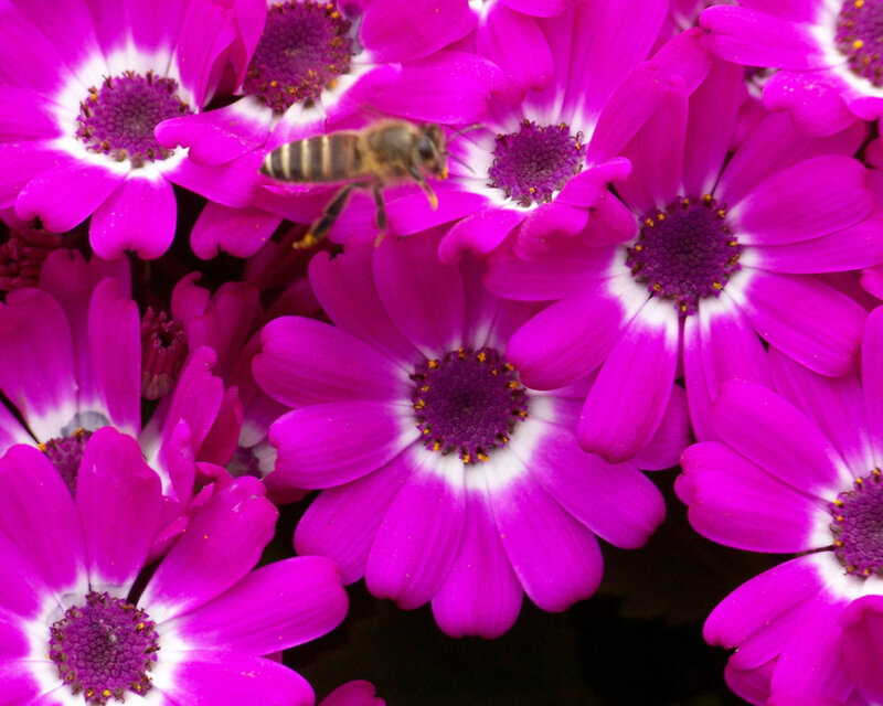Bee on Purple Flowers — Calm, Afternoon