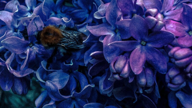Bee on Purple Flowers — Calm, Photograph