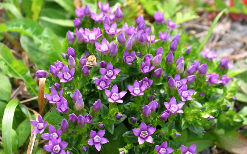 Bee on Purple Flowers — Calm, Spring, Photograph