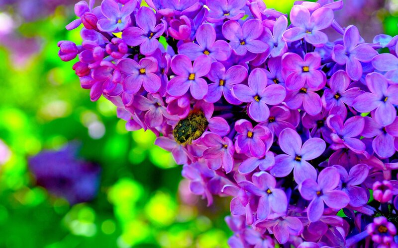Bee on Purple Flowers — Calm, Spring