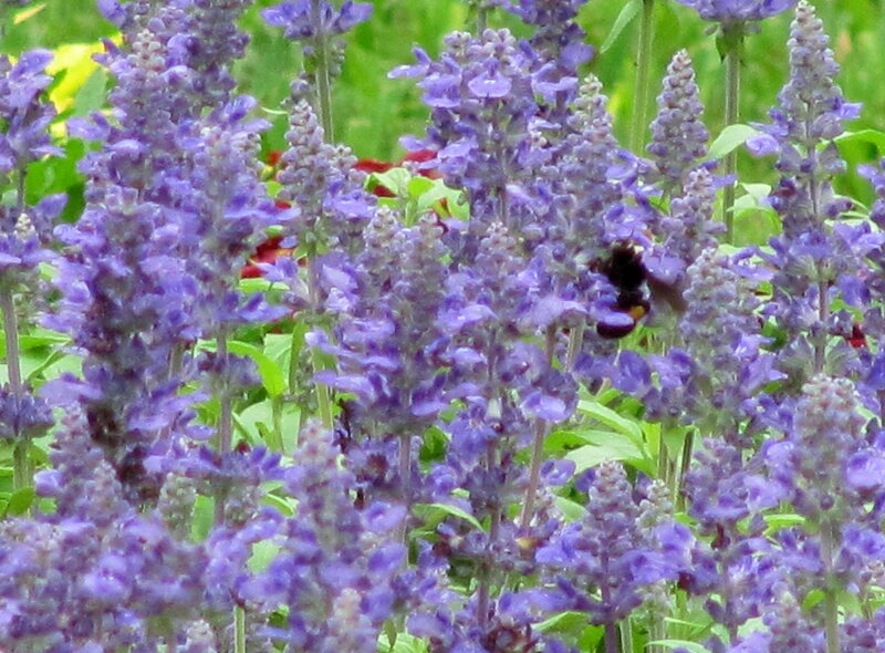 Bee on Purple Flowers — Calm, Summer
