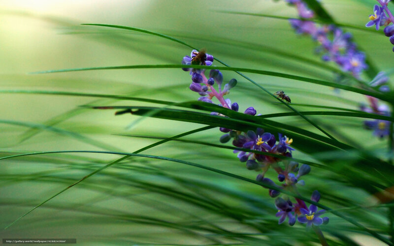 Bee on Purple Flowers — Green